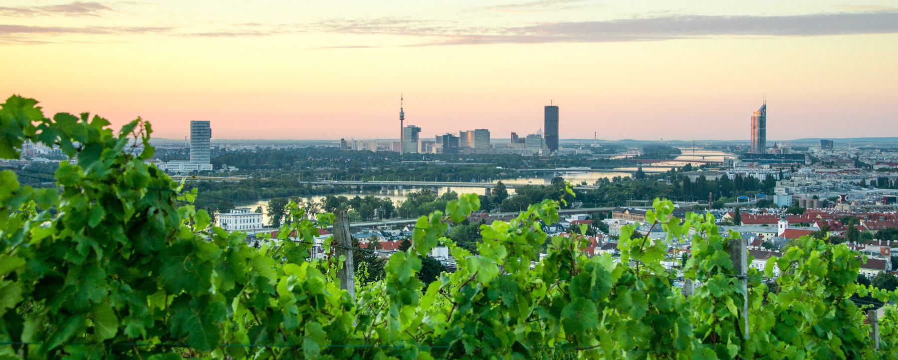Panoramablick über Wien mit Donauturm, DC Tower und zahlreichen weiteren Gebäuden, im Vordergrund eine grüne Blätterwand.