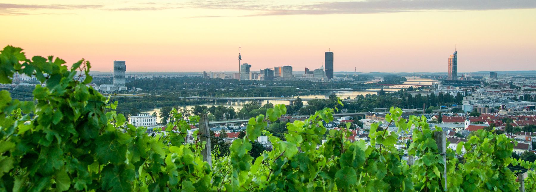 Panoramablick über Wien mit Donauturm, DC Tower und zahlreichen weiteren Gebäuden, im Vordergrund eine grüne Blätterwand.