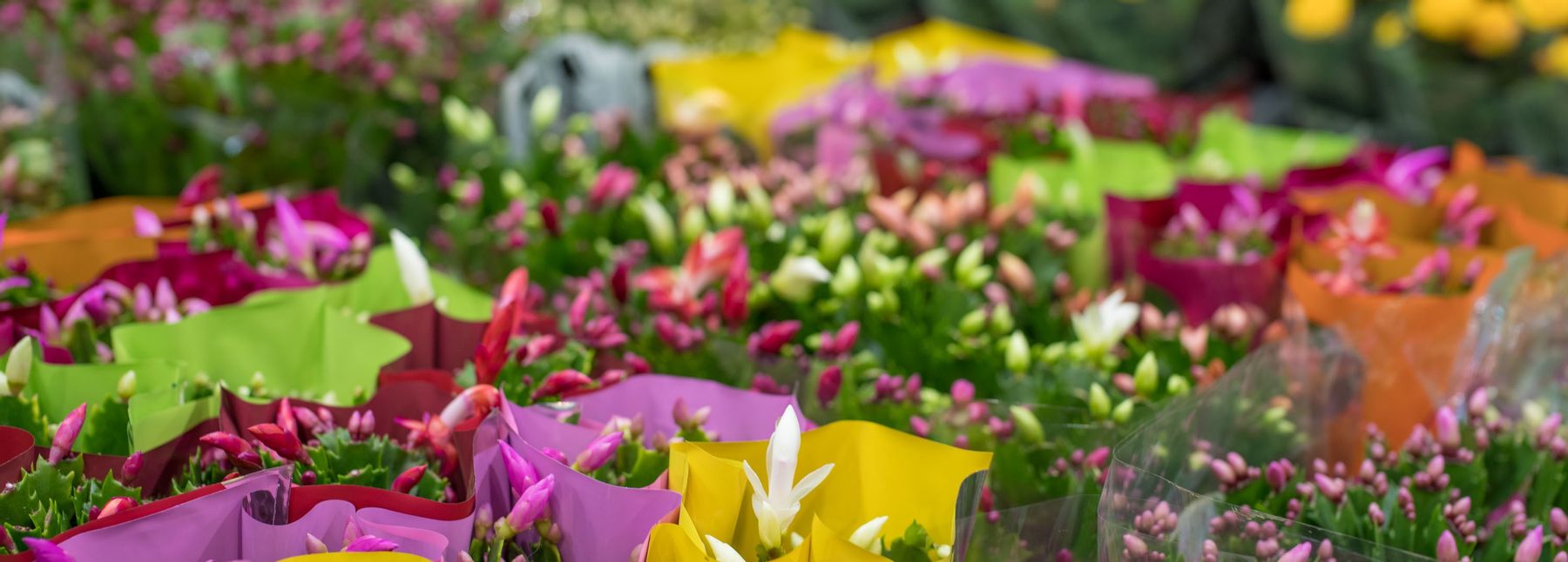 Weiße, rosa und gelbe Blumenstöcke, eingepackt in Plastik, vom Blumengroßmarkt Wien.