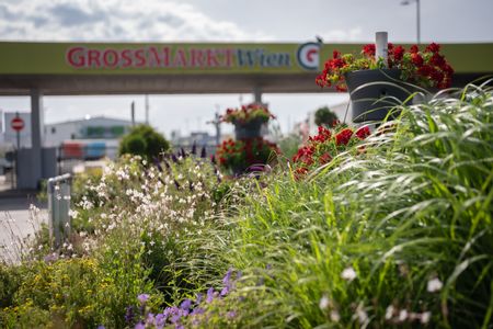 Blick auf den Großmarkt Wien im Hintergrund, im Vordergrund Blumen und Gras.