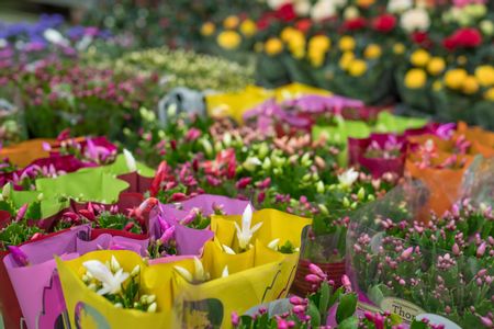 Weiße, rosa und gelbe Blumenstöcke, eingepackt in Plastik, vom Blumengroßmarkt Wien.